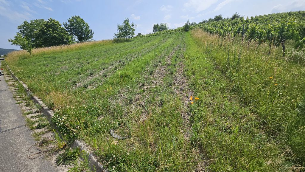 Blick auf das angelegte Lavendelfeld „Lila Dreieck auf der Acht“ in Hanglage bei Trittenheim – junge Lavendelpflanzen in Reihen, umgeben von Wiesen und Weinbergen.