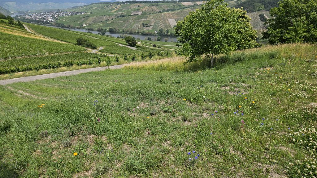Blühfläche mit jungen Lavendelpflanzen und Wildblumen oberhalb der Mosel bei Trittenheim – Blick über Weinberge, Flusslandschaft und den Ort.
