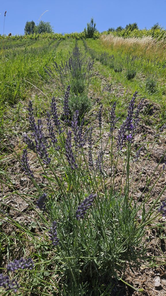 Junge Lavendelpflanzen in Reihen auf einem sonnigen Feld an der Mosel – Teil des CSR- und Patenschaftsprojekts von LAVELAL.