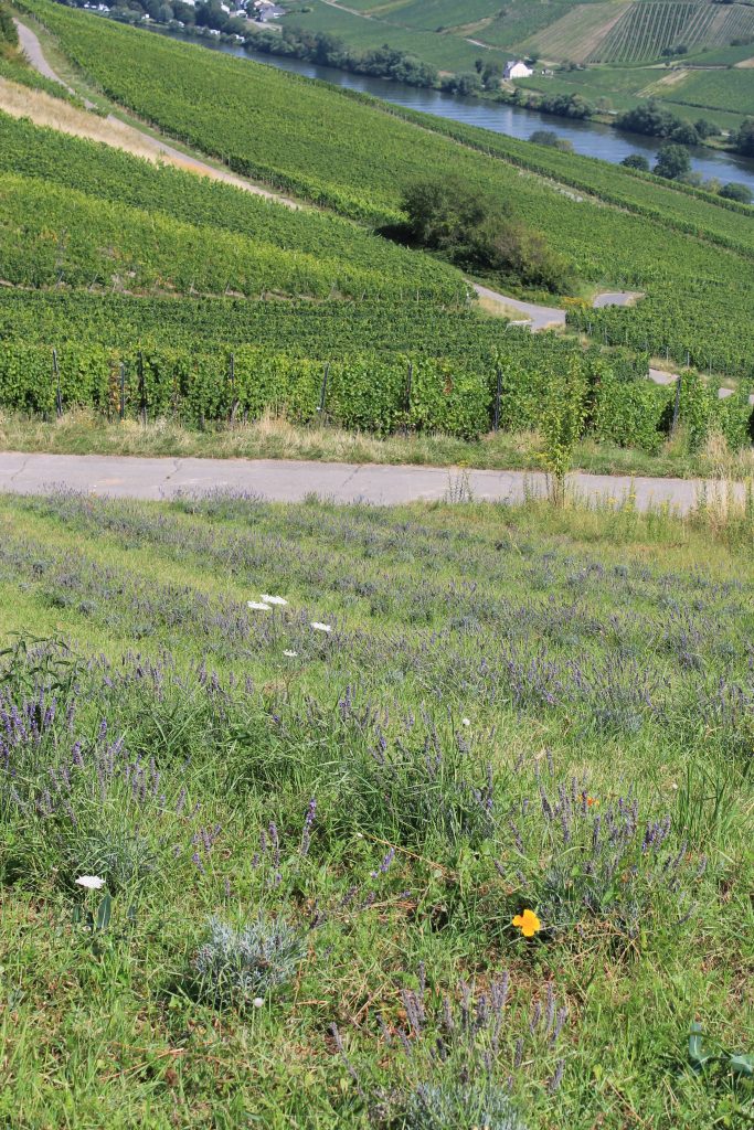 Blühende Lavendelwiese im Vordergrund mit Blick auf grüne Weinberge und den Fluss im Moseltal – naturnahe Kulturlandschaft.