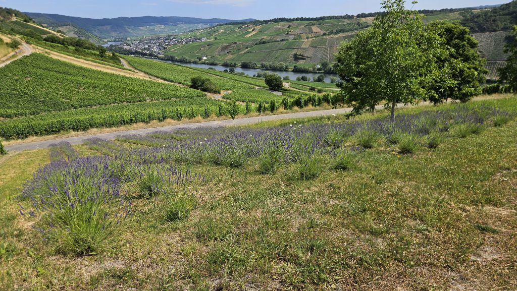 Lavendelreihen der LAVELAL-Oase oberhalb der Mosel bei Trittenheim