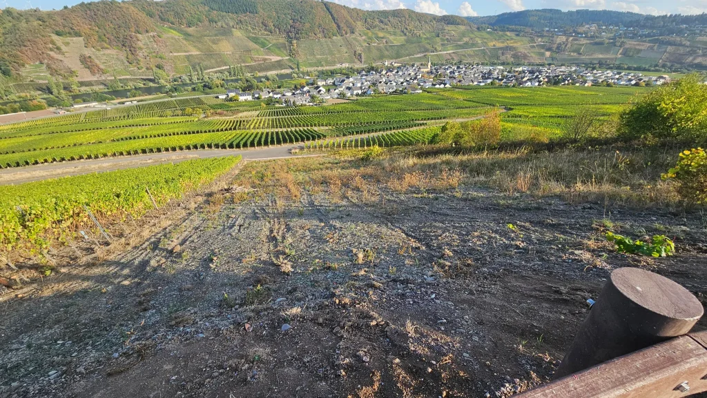 Blick vom Sitzplatz über die Fläche der Insektenoase am Hinkelweg mit Weinbergen und Ortschaft im Hintergrund.