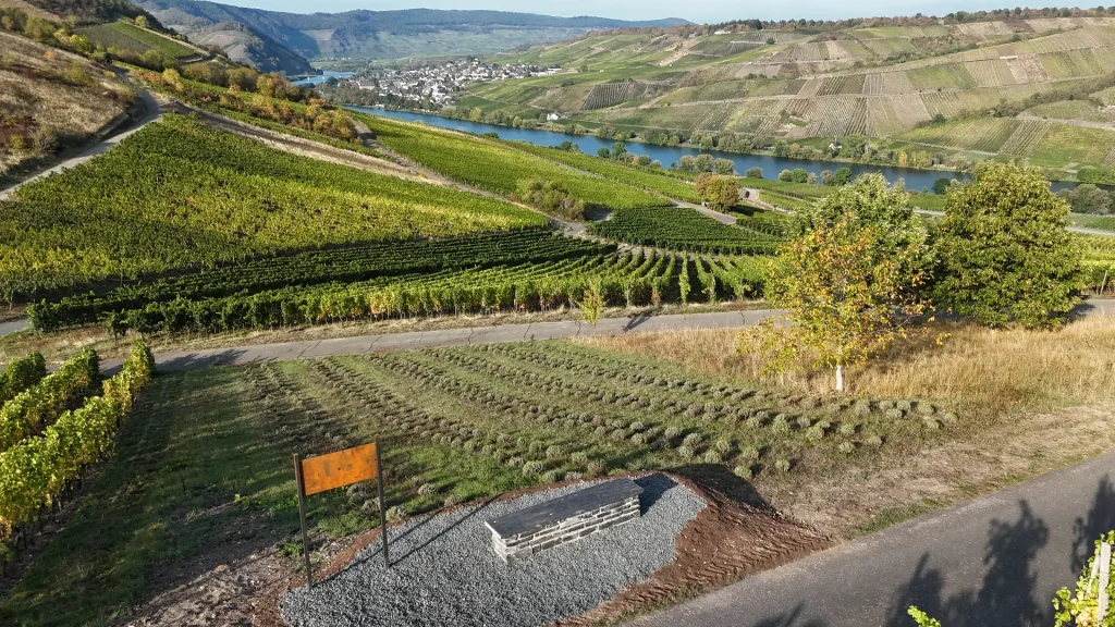 Blick über Weinberge und die Mosel am Lila Dreieck auf der Acht